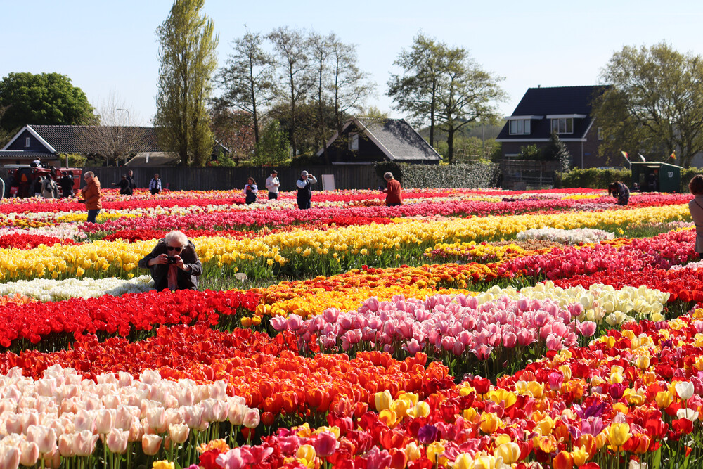 Tulip Experience