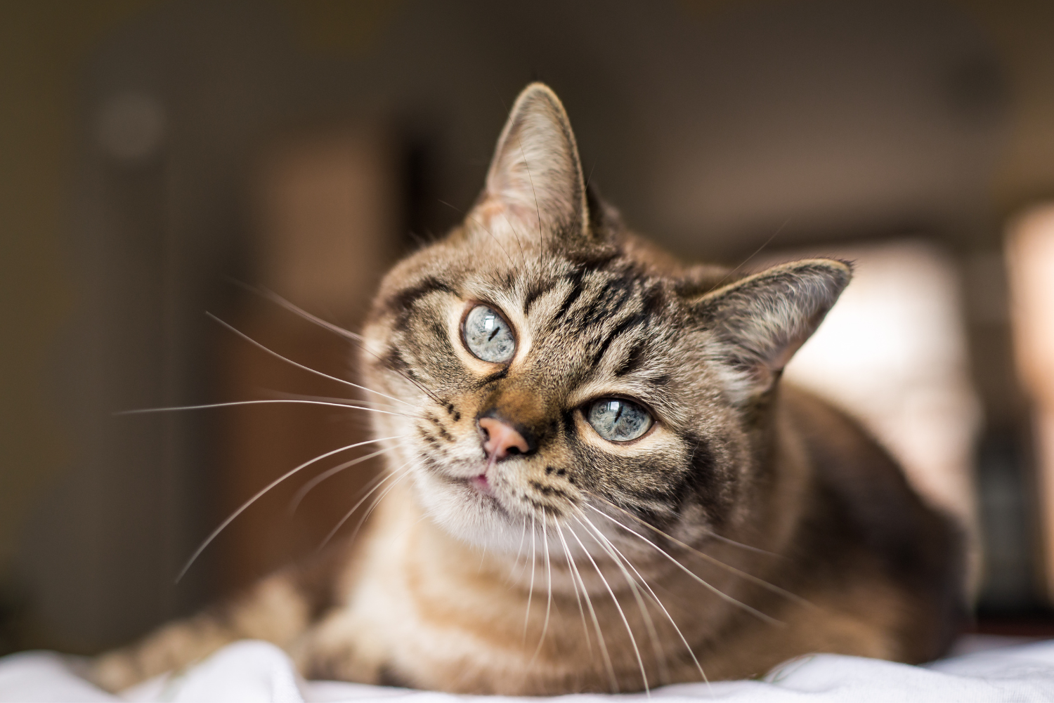 Het kattenkabinet museum Amsterdam